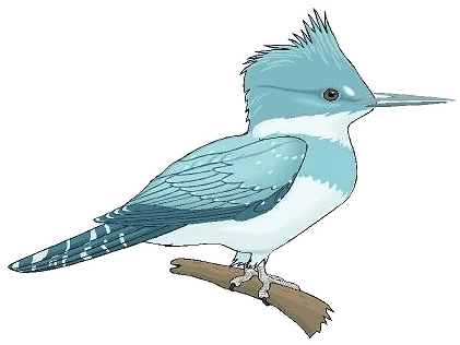 An illustration of a kingfisher perched on a branch